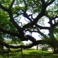 De boom die Simon Bolivar nog heeft gekend