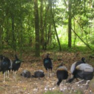 Trompetvogels op Brownsberg