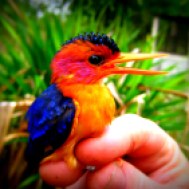 African pygmy kingfisher