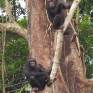 eiland chimps