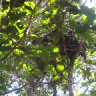 nest wilde chimps